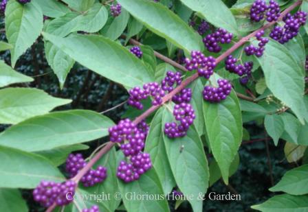 Callicarpa dichotoma