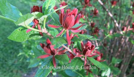 Calycanthus floridus, sweetshrub, is a native shrub of the Southeastern U.S. with deep maroon-red flowers and a  delightful fragrance. Mysteriously, not all sweetshrubs are fragrant.  To ensure you get a fragrant one, it's best to experience one in flower at the nursery.