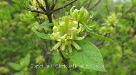 Calycanthus floridus 'Athens' is a yellow-flowered variety of sweetshrub.