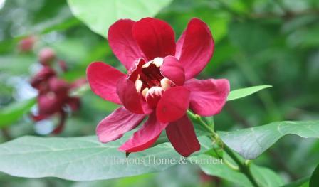 Calycanthus x 'Aphrodite' a cross between C. chinensis and C. occidentalis, is redder than 'Hartlage Wine' and the flowers are redolent of apples--and the bark and leaves are scented, too!