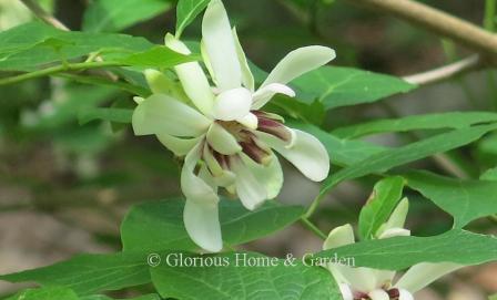 Calycanthus x 'Venus' is another lovely hybrid in creamy white with purple center.  It, too, is fragrant in all parts, and also reaches about 7'.
