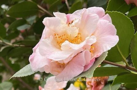 Camellia 'High Fragrance'