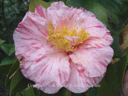 Camellia japonica 'Carter's Sunburst'