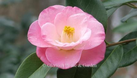 Camellia japonica 'Dr. Tinsley'