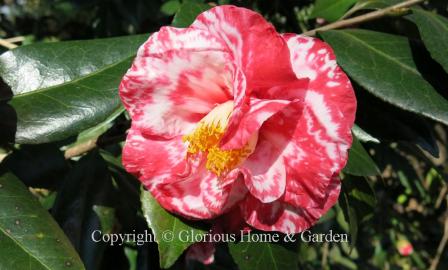Camellia japonica 'Guilio Nuccio Variegated'