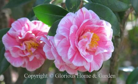 Camellia japonica 'Herme'