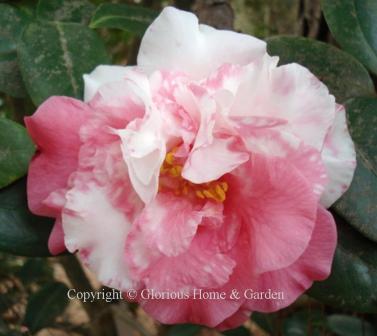 Camellia japonica 'Jan's Chance' is a lovely variegated rose and white peony form.