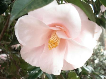Camellia japonica 'Magnoliaeflora.'  Blush pink. Formal semi-double flared shape.