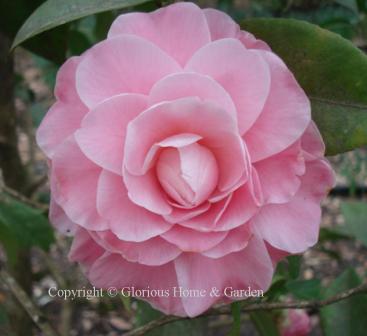 Camellia japonica 'Nuccio's Cameo.' A formal double bloom with pink to
coral shades.