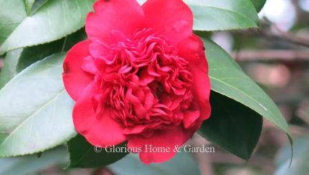 Camellia japonica 'Professor Charles S. Sargent.' An old, beloved variety, this shrub produces dark red dense flowers of peony to anemone form.
