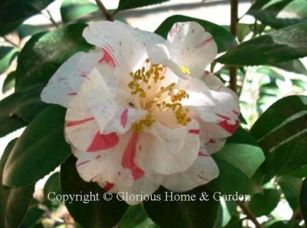 Camellia japonica 'Rebel Yell'