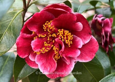 Camellia japonica Tama Vino’ is a stunning wine-red, semi-double cultivar with white edges.