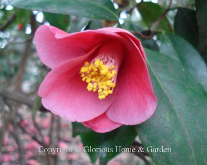 Camellia japonica 'Unryu.' An interesting Japanese variety with small single blooms of reddish-pink with hints of mauve.  The name means "dragon in the clouds" referring to the twisted shapes of the stems.