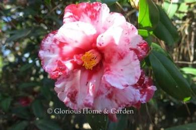 Camellia japonica ‘Ville de Nantes.’ A very showy dark red with irregular white blotches and ruffled, sometimes fringed petals.  One of the loveliest variegated camellias.  From 1897.  Semi-double.
