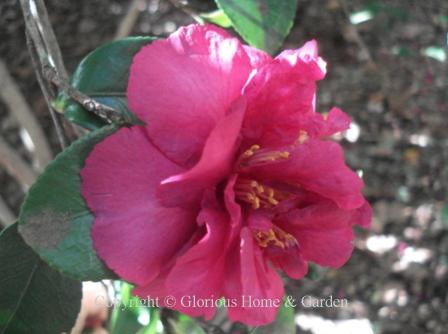 Camellia sasanqua 'Bonanza' has deep red semi-double peony-shaped blooms.