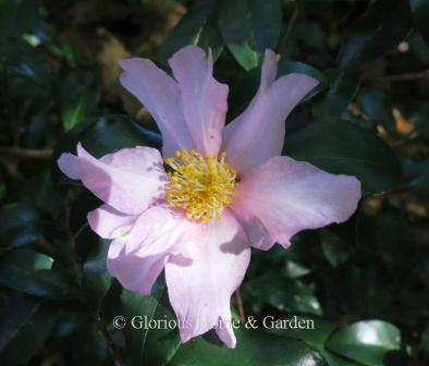 Camellia sasanqua 'Cleopatra' has soft pink single to semi-double blooms with slightly ruffled petals.