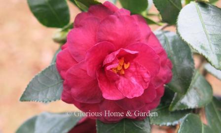 Camellia sasanqua 'Green's Blues'