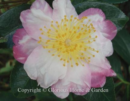 Camellia sasanqua 'Hana Jiman' has large semi-double flowers with a bright starburst of golden stamens. The inner petals are white tinged with pink while the outer ones are a deeper pink at the edges