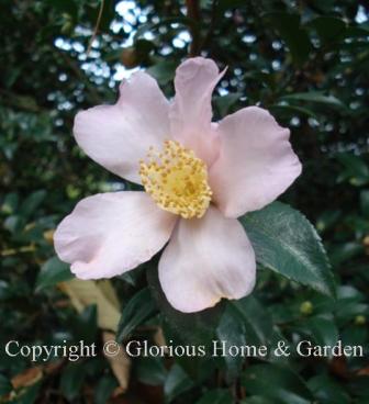 Camellia sasanqua 'Maiden's Blush' has  single pale blush pink flowers.