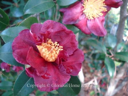 Camellia sasanqua 'Midnight Lover' has deep red semi-double velvety blooms with a hint of blue giving them a burgundy cast