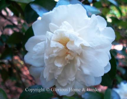 Camellia sasanqua 'Mine-no-yuki' has pure white double blooms that are produced prolifically.