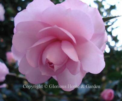 Camellia sasanqua 'Pink Snow' has charming semi-double blooms that look like pink sugar icing roses and open full and fluffy