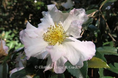 Camelia sasanqua 'Setsugekka'