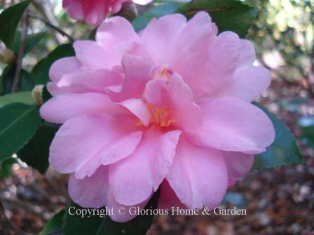 Camellia sasanqua 'Shishi Gashira' has rose pink flowers often paler pink in the middle of each petal