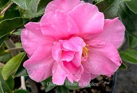 Camellia sasanqua 'Showa-no-sakae' has exceptionally large, beautiful pink  peony-type flowers