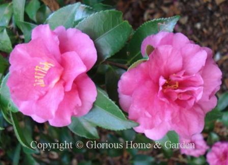 Camellia 'Sparkling Burgundy,' is a C. sasanqua x C. hiemalis hybrid with deep rose peony form flowers with a hint of lavender