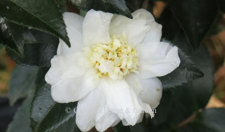 Camellia sasanqua 'Winter's Snowman' is an Ackerman hybrid bred for more cold tolerance. The flowers are born profusely in white with ruffled petals and in the anemone form.