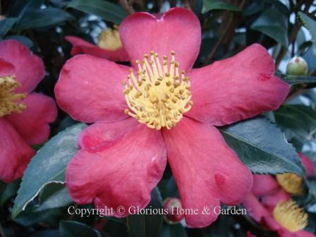 Camellia x hiemalis 'Yuletide' has single red flowers that often are in bloom at Christmastime, hence the name.