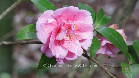 Camellia x 'Fragrant Joy' is a lavender-pink rose form hybrid.