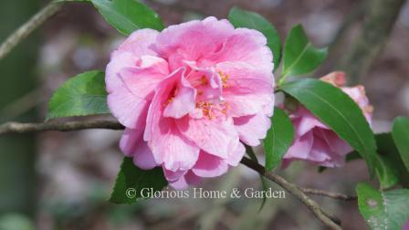 Camellia x 'Fragrant Joy' is a lavender-pink rose form hybrid.