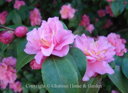 Camellia x 'Fragrant Pink'