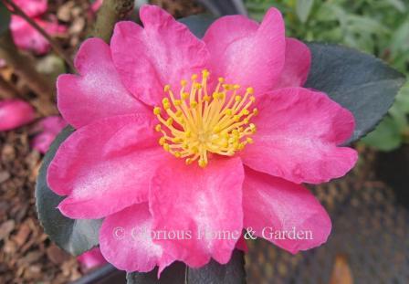 Camellia x hiemalis 'Kanjiro' is a hybrid between Camellia sasanqua and Camellia japonica.  It has large, bright pink flowers with a lighter pink in the center of each petal.