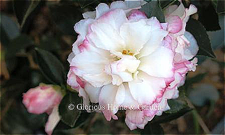 Camellia x hiemalis October Magic® ‘Inspiration™’