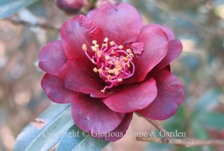 Camellia x williamsii 'Night Rider.'  This very dark red, near black hybrid is an eye-catcher.  The small semi-double blooms sport thick, waxy petals and reddish stamens.