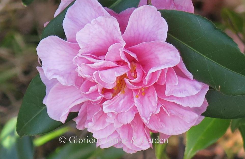 Camellia x vernalis 'Egao Corkscrew' has large pink double blooms on a plant with interesting contorted branches.