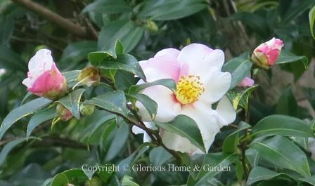 Camellia x vernalis 'Shibori-egao' ("Smiling Face" in Japanese), is a semi-double white with pink variegation.