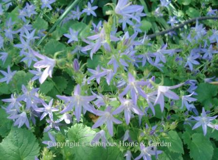 Campanula poscharskyana