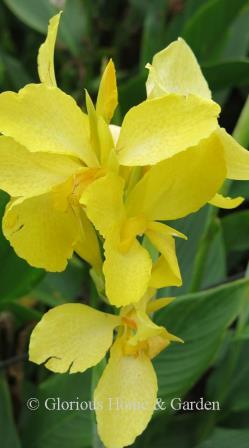 Canna Cannova® 'Yellow'