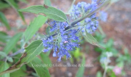Caryopteris x clandonensis 'Longwood Blue'