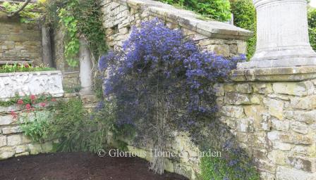 Ceanothus, California lilace or blueblossom,  espaliered on a wall at Hever Castle, Kent, England