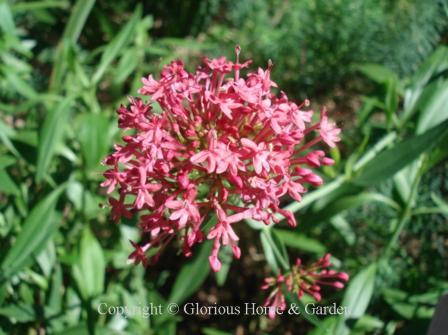 Centranthus ruber