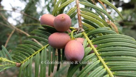 Cephalotaxus harringtonia fruit
