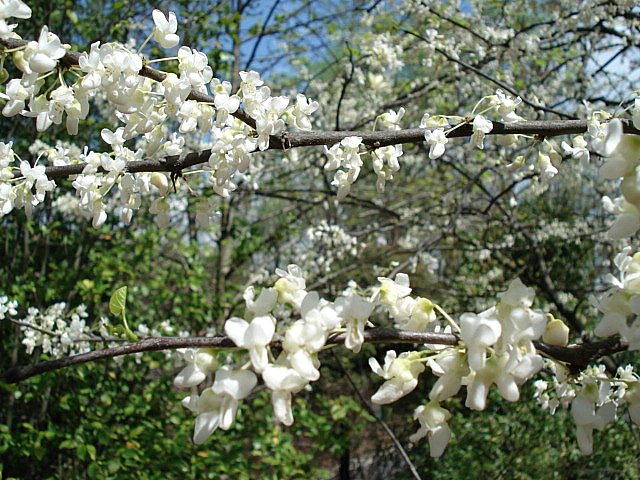 Cercis canadensis 'Alba'