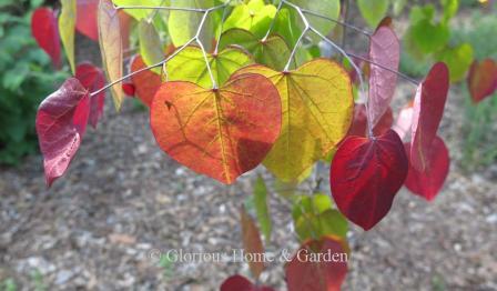 Cercis canadensis 'Flame Thrower'