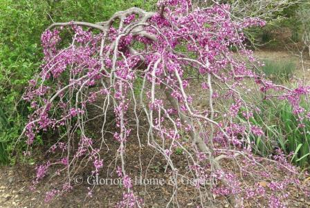 Cercis canandensis 'Ruby Falls'