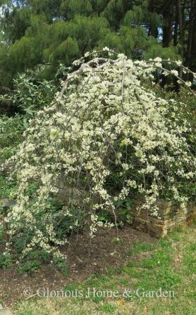 Cercis canadensis 'Vanilla Twist'